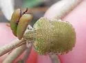 Diolcus irroratus - photo 2