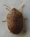Diolcus irroratus - photo 3
