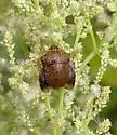 Diolcus irroratus - photo 4