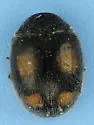 Diomus amabilis