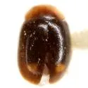 Diomus amabilis - photo 2