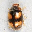 Diomus amabilis - photo 3