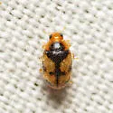 Diomus amabilis - photo 5