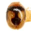 Diomus bigemmeus