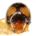 Diomus bigemmeus - photo 3