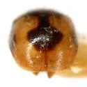 Diomus bigemmeus - photo 4
