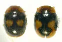 Diomus bigemmeus - photo 5
