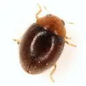 Diomus debilis