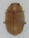 Diomus debilis - photo 2