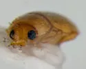 Diomus debilis - photo 3