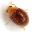 Diomus debilis - photo 4