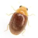 Diomus debilis - photo 5