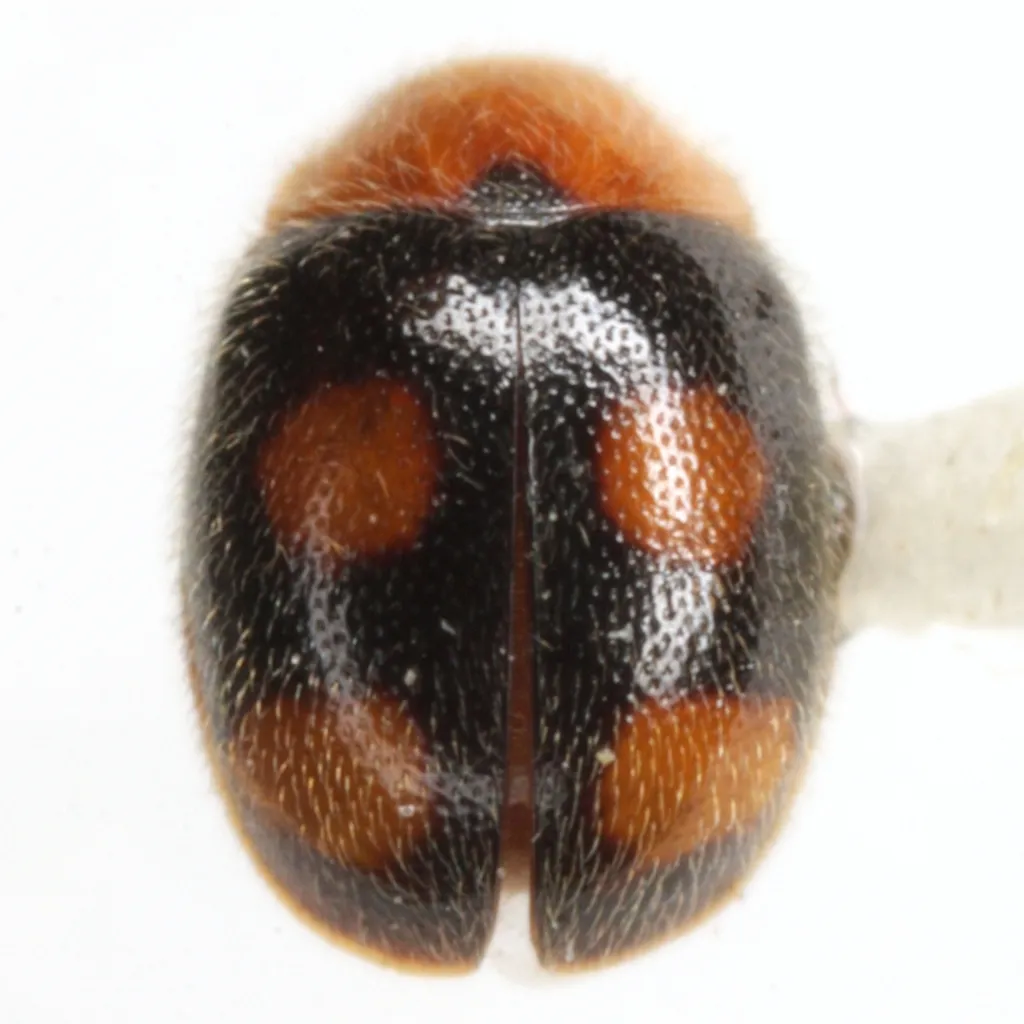 Diomus liebecki - photo 2