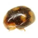 Diomus pseudotaedatus - photo 2