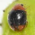 Diomus roseicollis