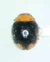 Diomus roseicollis - photo 2