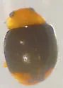 Diomus roseicollis - photo 3