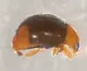 Diomus roseicollis - photo 5