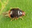 Diomus terminatus