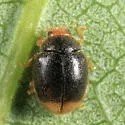 Diomus terminatus - photo 2