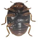 Diomus terminatus - photo 3