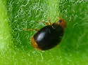 Diomus terminatus - photo 4