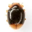 Diomus terminatus - photo 5