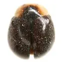 Diomus texanus - photo 3