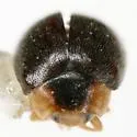 Diomus texanus - photo 4