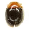 Diomus xanthaspis - Diomus xanthaspis