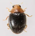 Diomus xanthaspis - photo 2