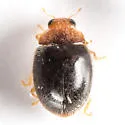 Diomus xanthaspis - photo 3