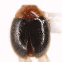 Diomus xanthaspis - photo 4