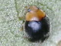Diomus xanthaspis - photo 5