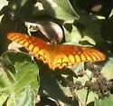 Mexican Silverspot - Hodges#4414