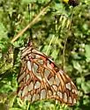 Mexican Silverspot - Hodges#4414 - photo 2