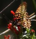 Mexican Silverspot - Hodges#4414 - photo 3