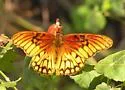 Mexican Silverspot - Hodges#4414 - photo 4