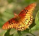 Mexican Silverspot - Hodges#4414 - photo 5
