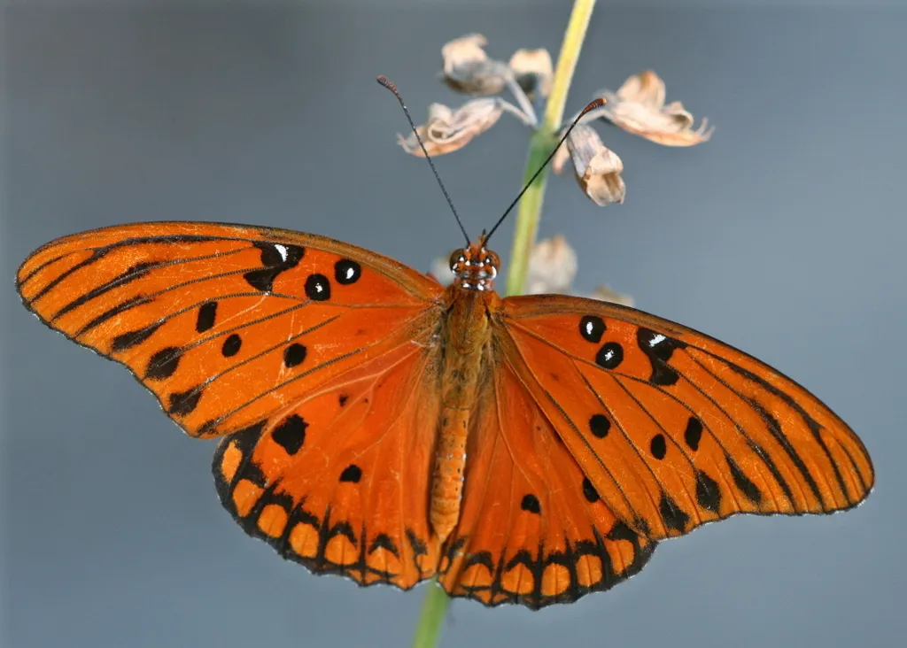Gulf Fritillary - photo 2
