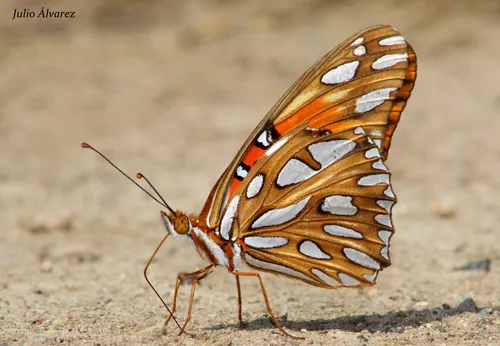 Gulf Fritillary - photo 5