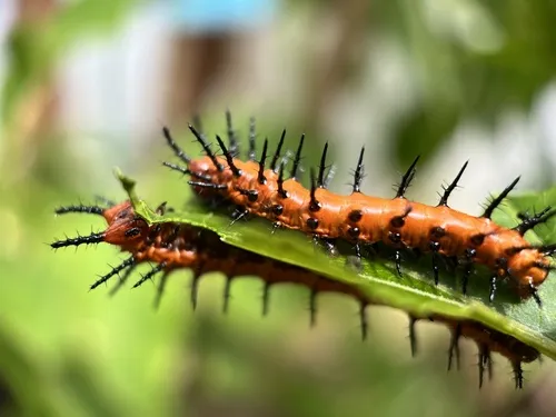 Gulf Fritillary - photo 6