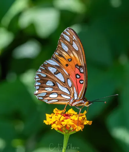 Gulf Fritillary - photo 7