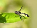 Dioprosopa clavata