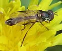 Dioprosopa clavata - photo 3