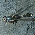 Dioprosopa clavata - photo 4