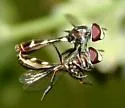 Dioprosopa clavata - photo 5