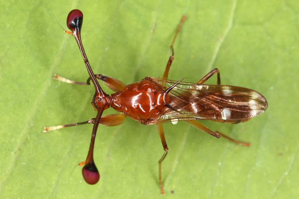 Stalk-eyed Flies - photo 3