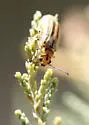 Subtropical Tamarisk Beetle - Diorhabda sublineata