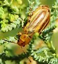 Subtropical Tamarisk Beetle - photo 2
